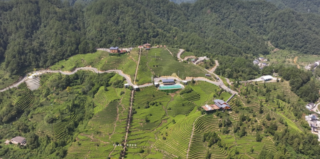 闲置荒地变避暑宝地 解锁茶园里的“清凉经济”