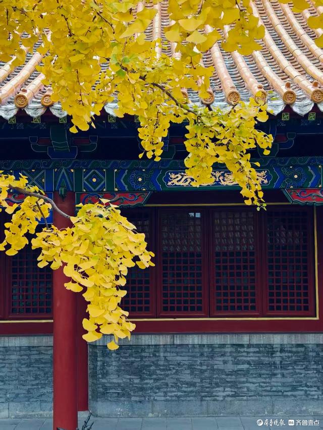 文庙秋韵，金叶叩红墙