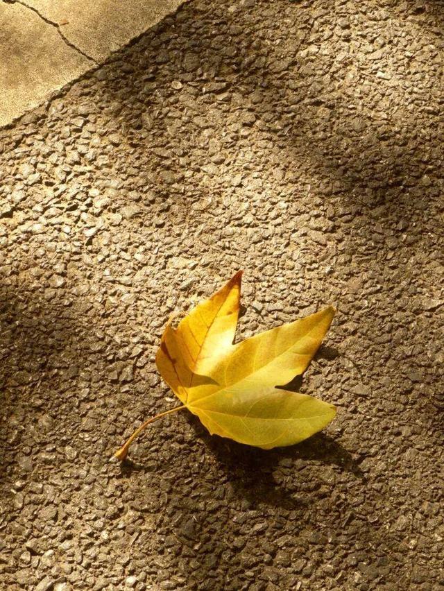 大降温后的秋日大片，来武汉植物园取景！这份小众胶片感机位请收好