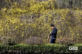 直冲17℃，青岛开启“火箭式”升温！最让人惊喜的还有……图片