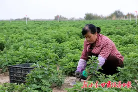 民勤：艾草飘香撬起产业链图片