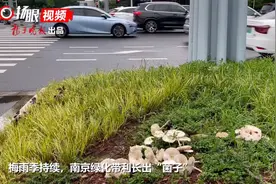 视频 | 梅雨持续，南京绿化带里长出大片“菌子”  有剧毒！这种蘑菇切勿食用图片