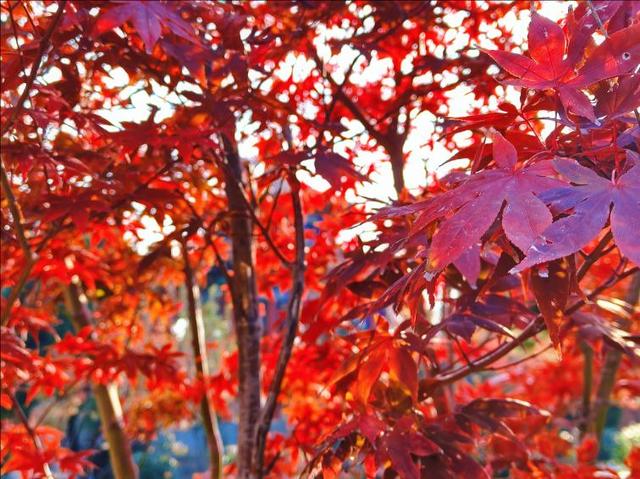 彩林映湖光 泰山虎山公园初冬画卷引客来