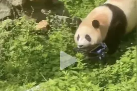 “大熊猫福宝活动场掉入折叠凳”，神树坪基地通报：涉事游客终身禁入！图片