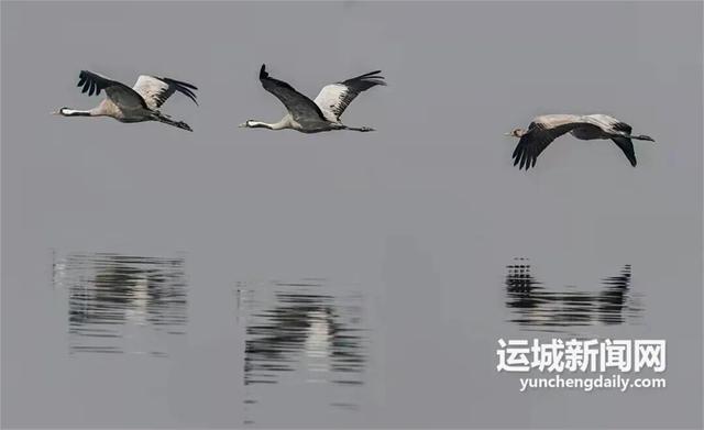 运城九大观鸟胜地邀你共赴冬日童话～