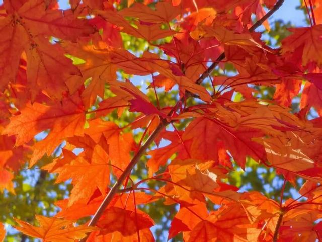 秋意正浓，邂逅浪漫！快来打卡“七站两场”地区的限定秋色