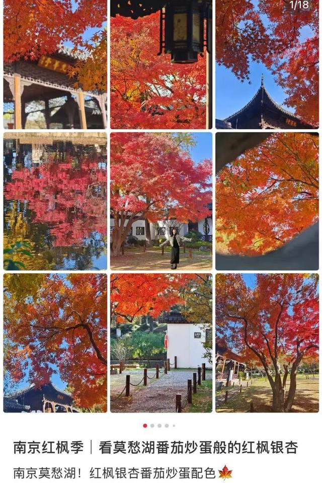 美爆了！南京“番茄炒蛋树”前，挤满了人