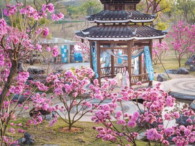 紫花风铃季赏花游玩超实用攻略！畅玩N种趣味体验~看这篇就够啦！