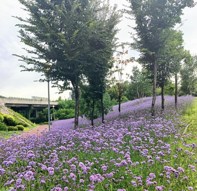 “花漾香坊”邀您共游花海