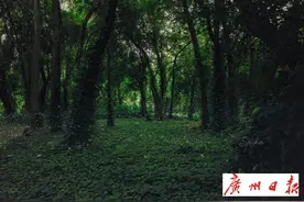 嘘！一生发光的萤火虫，有话说…图片