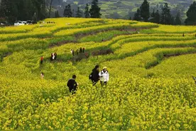 四川屏山万亩油菜花开啦！漫山遍野一片金黄，吸引万名游客花海打卡图片
