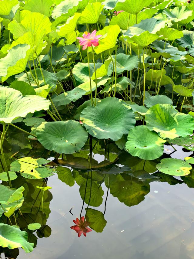 北京西海湿地公园晚荷美丽如画卷