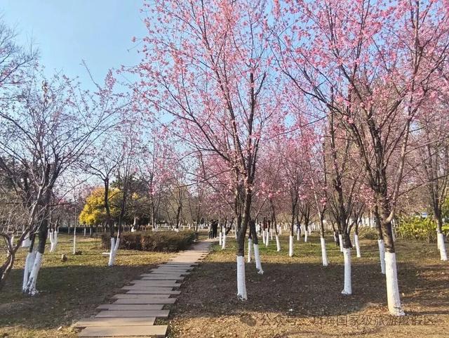 【冬季暖阳 凉山不凉】比春天先来的浪漫，是西昌的冬樱花