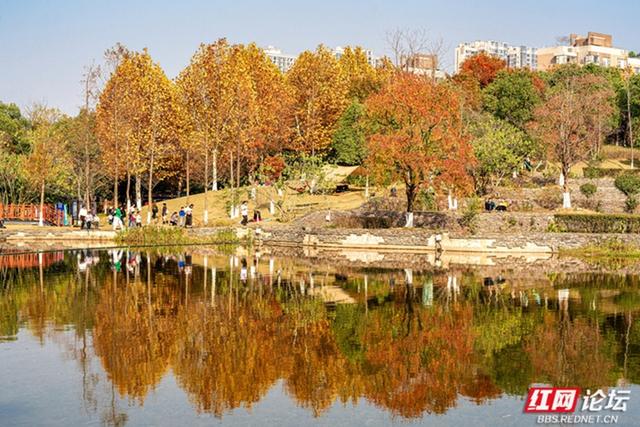 穿过林影与水光，走进长沙圭塘河的暖冬图景