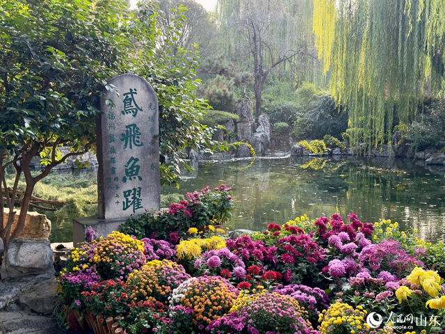 泉映菊韵正当时