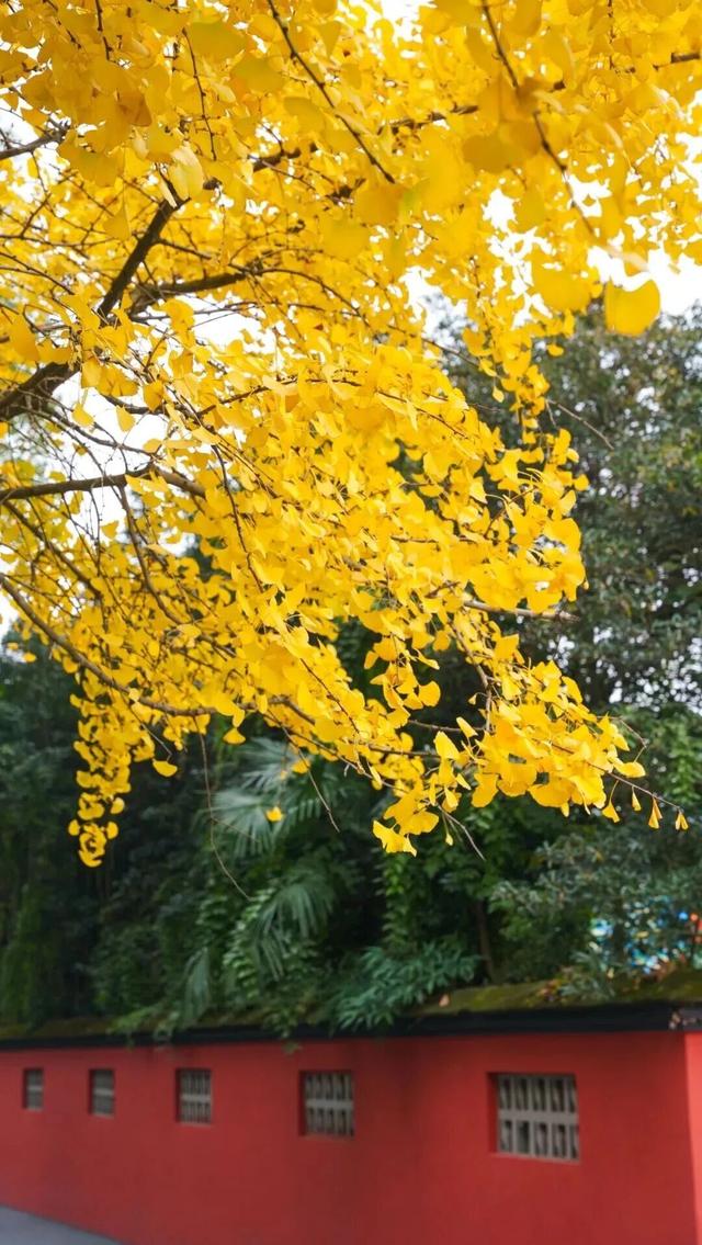 官方剧透！2026年元旦郫都一大波活动抢先看，精彩不重样~