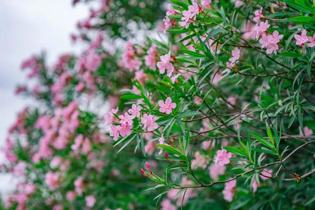 免门票！里水登高首选！3条赏秋路线→