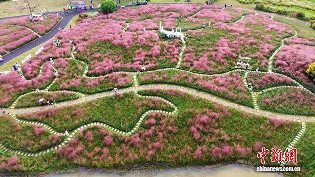 广西南宁：粉黛花海引游人