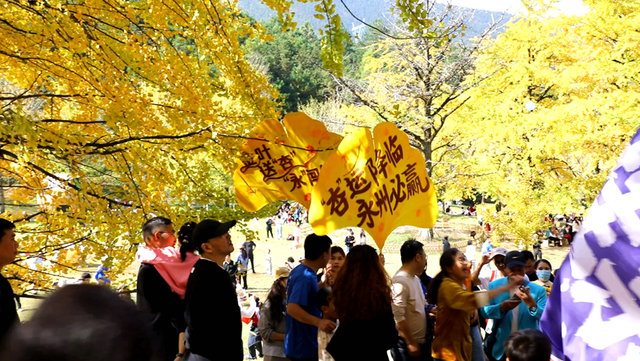 双牌：银杏黄 乡村火 “风景”变“产业”