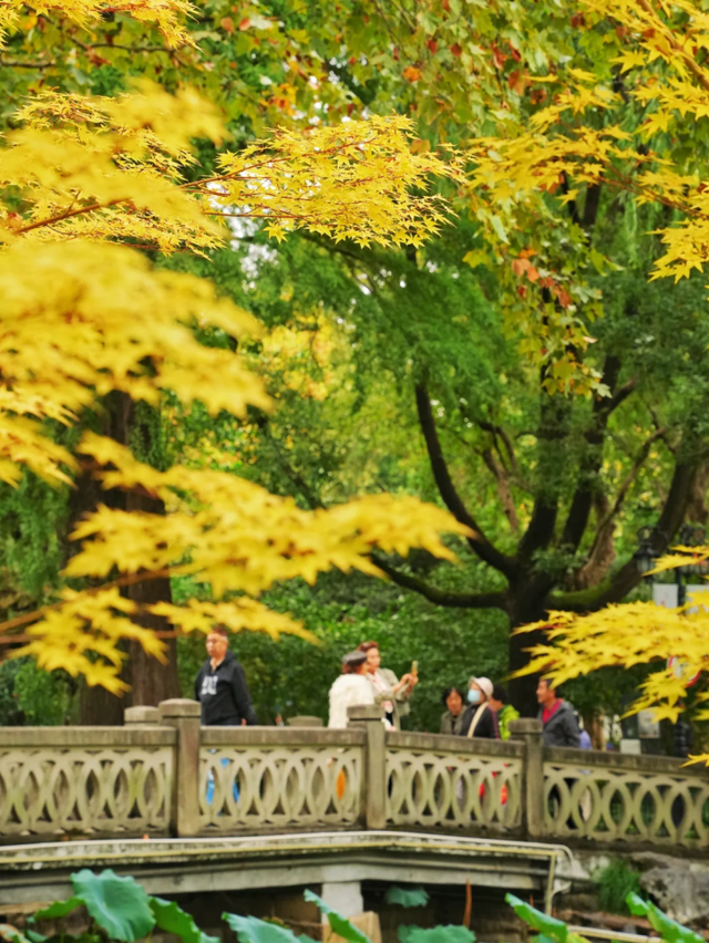 2000+地肤、450+枫树换上“秋装”！就在上海市中心这个免费公园→