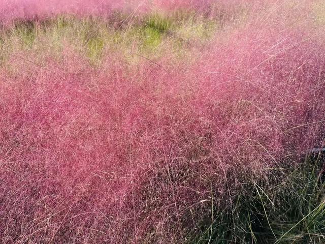 跟着这条线路，周末赏秋去！