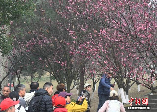 重庆：红梅绽放引客来 暗香浮动惹人醉
