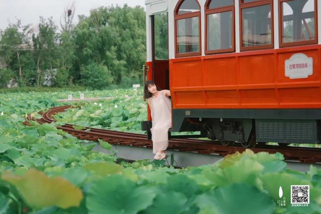 日照精彩文旅活动早知道（8月11日-17日）
