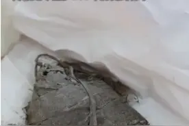 东坡肉我知道，“东坡粽”是什么粽？图片