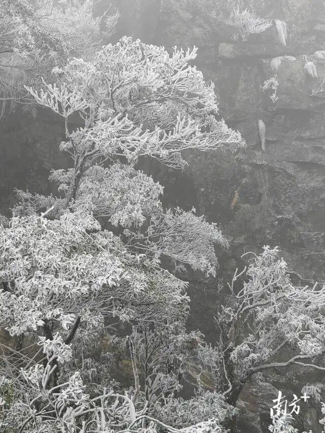 -5.8℃，广东下雪了！还要冷多久？升温+降雨马上到……祛寒靓汤，分享亲友→