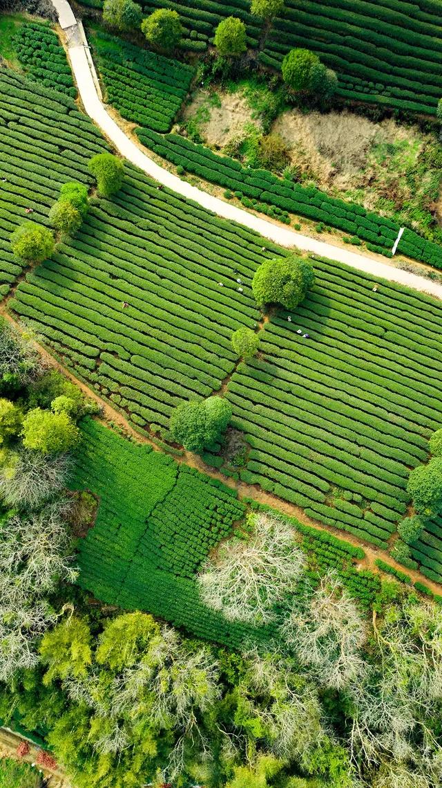 2.5h缩短至1h车程!趁高速通车来这两座宝藏小城,品品茶香和诗意……