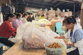 景谷县：“家门口的务工车间”就业“日子甜”图片