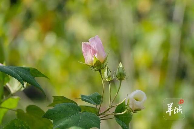 盛花期！流花湖畔迎来“冬日浪漫”！