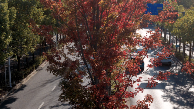 别眨眼！罗店马路秋色，一街一帧画正在限时上映