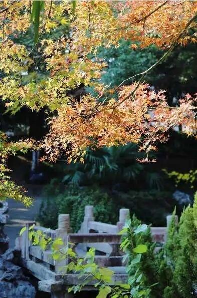 周末去打卡丨红了！吴江追“枫”宝典请收藏