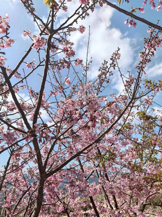 太浪漫了！安溪这里樱花开啦！