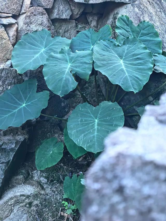 深山里的宝藏古村，藏着“与世隔绝”的慢生活