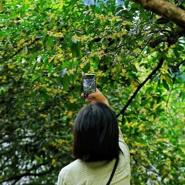 藏于鼎湖山！最老的桂花树，已美了200多年……