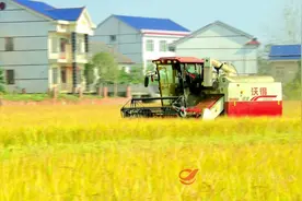 攸县：稻米飘香丰收季 大米加工生产忙图片
