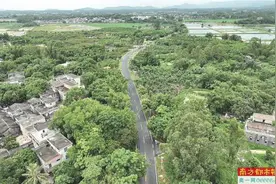 台山四九：绿色底蕴绘就美丽“森林城镇”画卷图片