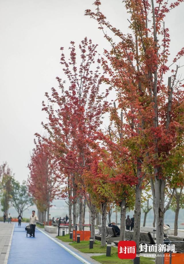 赏秋不跑远 成都多个城区公园也能看红叶｜图集