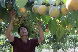 效益“杠杠滴”！热情果在云南宁洱试种成功图片