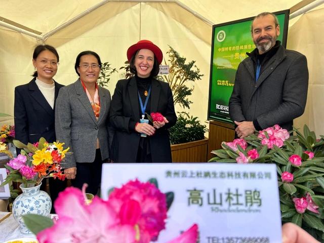 科技赋能“高山精灵”！贵州云上杜鹃让世界看见毕节花卉力量