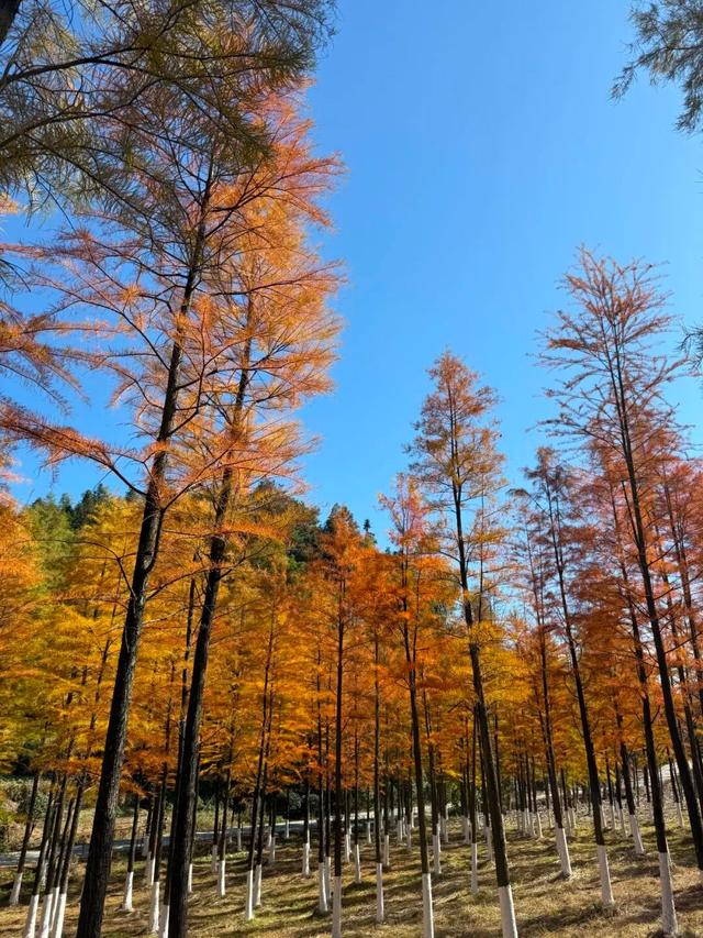 湖南绝美银杏打卡地，太出片了