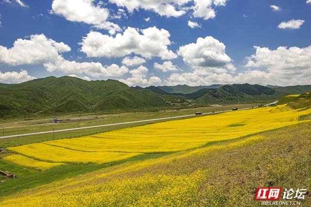 高原之上，金黄一隅教我发现旅行的意义