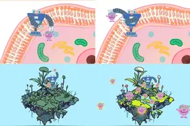 找到了！第六大植物激素“秘密通道” | 科技前线图片