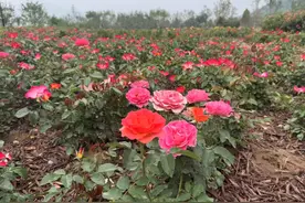 京西月季洲公园免费开放，市民假期驱车前来赏花打卡图片