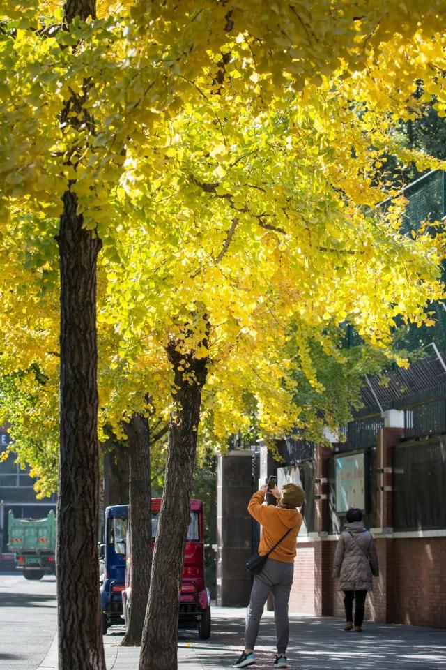 长宁最全银杏打卡点来啦，还有“宁宁”的私藏点位哦～【看“宁”的】