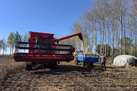 新华全媒+|大豆变“金豆” 黑土地上的大豆产业经图片