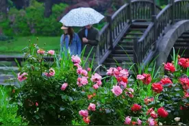 霏霏细雨撑伞漫步，游兴不减逛东湖图片