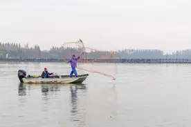 崇明明珠湖捕到122斤乌青！去冬捕节体验搬罾网捕鱼、刺网捕鱼、撒网捕鱼等古法捕鱼图片